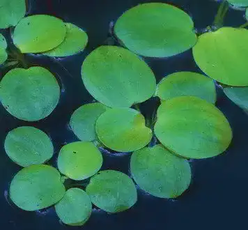 Froschbiss WFW wasserflora /Limnobium laevigatum