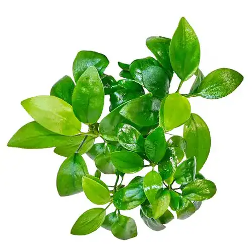 Anubia USCAPE barteri VAR. Nana, Zwergspeerblatt in vitro XL