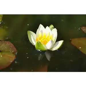 Zwergseerosen WFW wasserflora Weiße Zwerg-Seerose