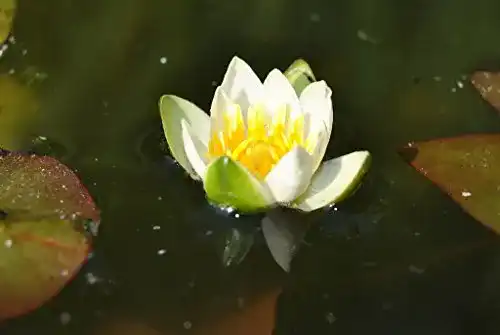 Zwergseerosen WFW wasserflora Weiße Zwerg-Seerose