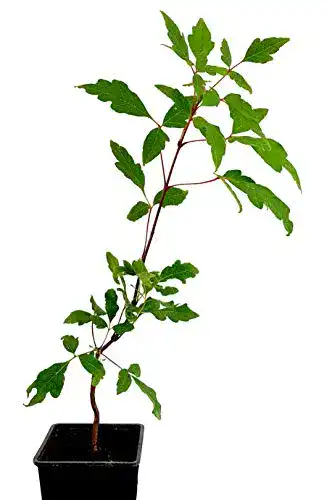 Ahorn-Pflanze Seedeo ® Zimtahorn, ca. 15cm – 20 cm