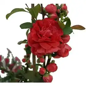 Zierquitte Artländer Pflanzenhof Pink Storm Chaenomeles japonica