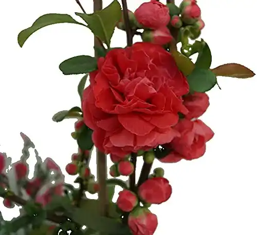 Zierquitte Artländer Pflanzenhof Pink Storm Chaenomeles japonica