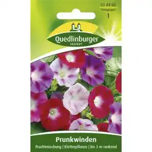 Prunkwinde-Samen Quedlinburger Saatgut Trichterwinde