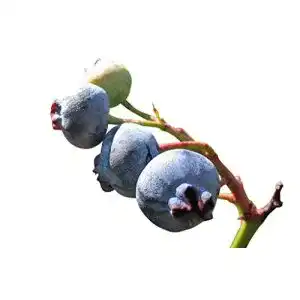 Beeren-Samen Samenchilishop Heidelbeere 20+ Samen
