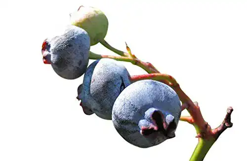 Beeren-Samen Samenchilishop Heidelbeere 20+ Samen