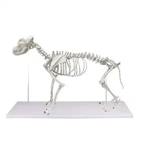 Hundeskelett Erler-Zimmer, natürliche Größe