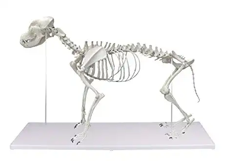 Hundeskelett Erler-Zimmer, natürliche Größe