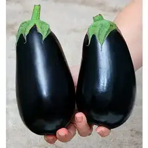 Auberginen-Samen Samen Schenker Aubergine Black Beauty