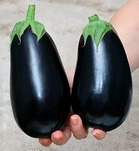 Auberginen-Samen Samen Schenker Aubergine Black Beauty