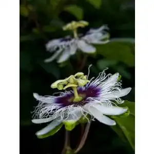 Maracuja-Samen Seedeo Maracuja Passionsfrucht, 20 Samen