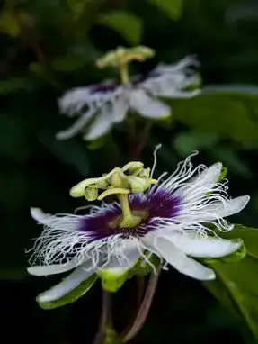Maracuja-Samen Seedeo Maracuja Passionsfrucht, 20 Samen