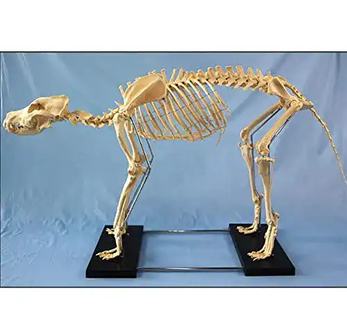 Hundeskelett UIGJIOG Hund Tieranatomie extra groß
