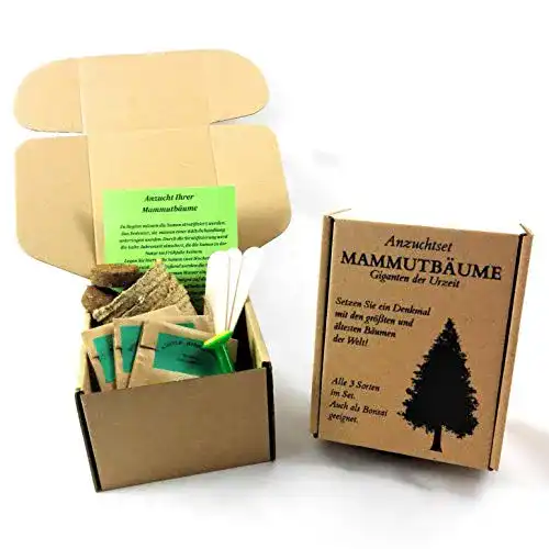 Mammutbaum-Samen ANISTA-INDUSTRIES Anzuchtset