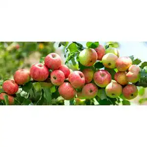 Apfelbaum Topaz Pflanzhits 1 Apfelbaum “Topaz” 120-150cm