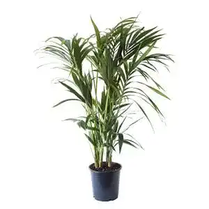 Kentia-Palme Flowy Kentia Palme, Höhe 125 cm, Topf 24 cm