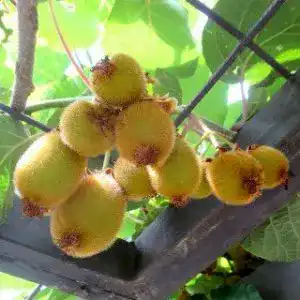 Kiwibaum Native Plants Kiwi Jenny, Actinidia chinensis ‘Jenny’