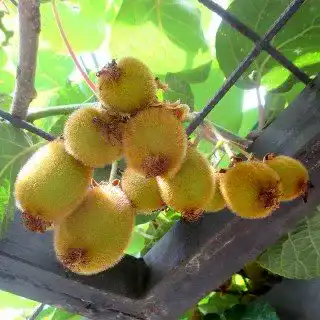 Kiwibaum Native Plants Kiwi Jenny, Actinidia chinensis ‘Jenny’