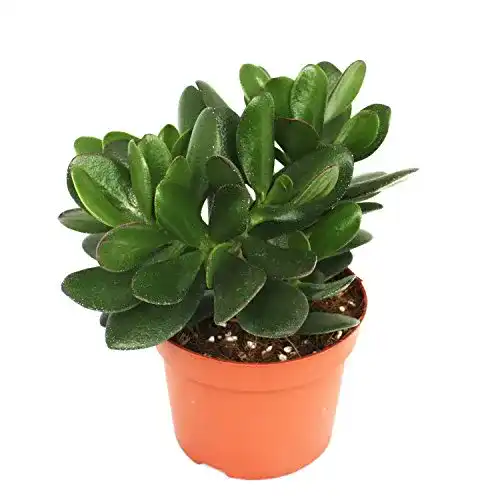Crassula exotenherz, portulacea, Geldbaum im 12cm Topf