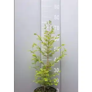 Mammutbaum PFLANZHITS Ihr Pflanzenpartner 2st. Set 15-25cm