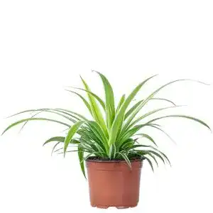 Grünlilie FLOWERBOX ‘Ocean’ echte Zimmerpflanze, Chlorophytum