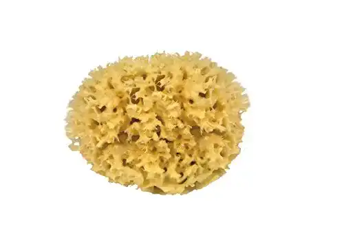Badeschwamm DIAQUA CROLL & DENECKE M130 Naturschwamm