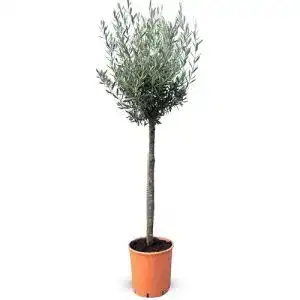 Zierbäume winterhart Sunnytree Hochstämmig Olivenbaum 160cm