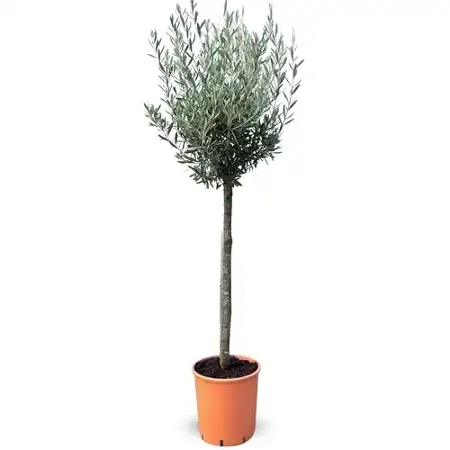 Zierbäume winterhart Sunnytree Hochstämmig Olivenbaum 160cm