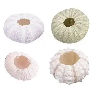 Seeigel-Skelett Holibanna Seeigel Gehäuse Groß 4Pcs Muscheln
