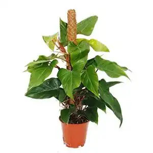 Philodendron exotenherz, Red Emerald, 19cm Topf