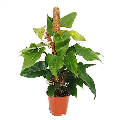 Philodendron exotenherz, Red Emerald, 19cm Topf