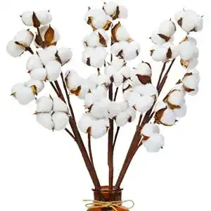Baumwollzweig Msrlassn Natürliche Baumwolle Blume