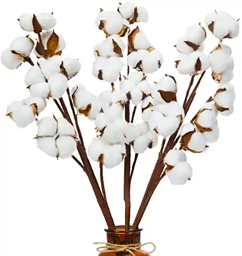 Baumwollzweig Msrlassn Natürliche Baumwolle Blume