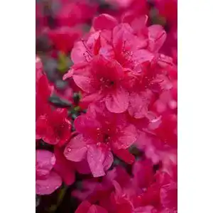 Rhododendron Rot PlantaPro Rhododendron obt.’Diamant Rot’