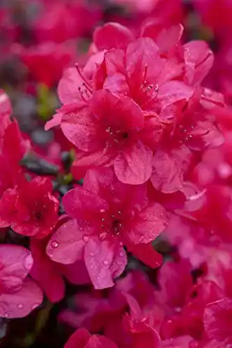 Rhododendron Rot PlantaPro Rhododendron obt.’Diamant Rot’