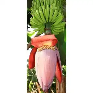 Bananensamen tropical-seeds Musa balbisiana gigantea 10 Samen