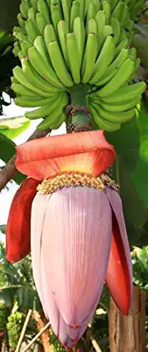 Bananensamen tropical-seeds Musa balbisiana gigantea 10 Samen