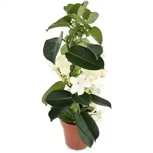 Jasmin-Pflanze Fangblatt Stephanotis floribunda