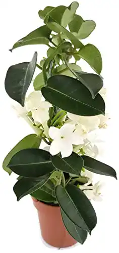 Jasmin-Pflanze Fangblatt Stephanotis floribunda