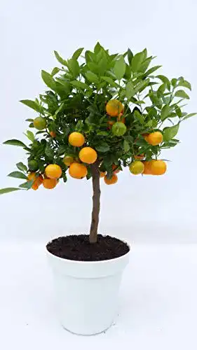 Orangenbaum JH Grünwaren GmbH & Co. KG Calamondin Orange