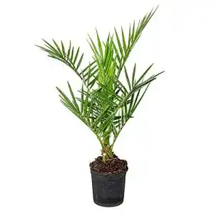 Balkonpflanzen winterhart Bloomique Phoenix ‘Canariensis’