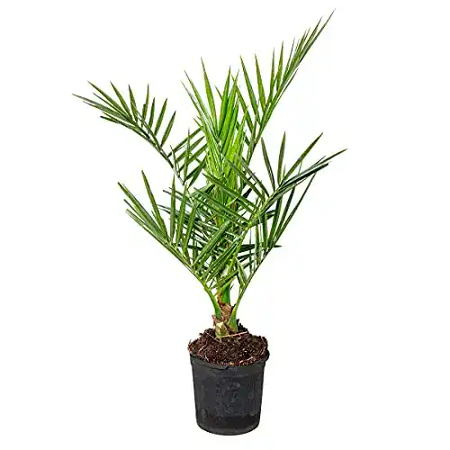 Balkonpflanzen winterhart Bloomique Phoenix ‘Canariensis’