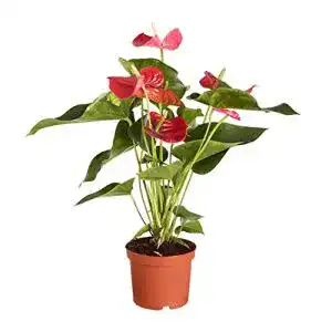 Flamingoblume Dehner Große Anthurie, rot, ca. 50-60 cm