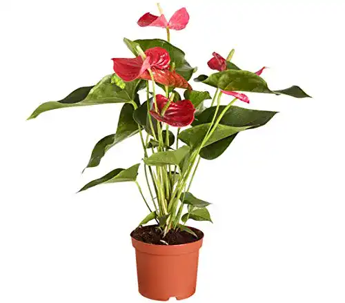 Flamingoblume Dehner Große Anthurie, rot, ca. 50-60 cm
