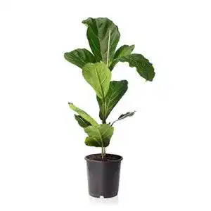 Geigenfeige Sense of Home Zimmerpflanze Ficus lyrata