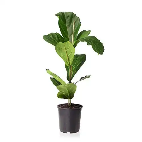 Geigenfeige Sense of Home Zimmerpflanze Ficus lyrata