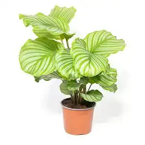 Korbmarante mgc24 Calathea roseopicta Orbifolia, ca. 50cm
