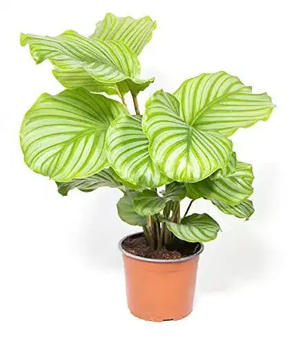 Korbmarante mgc24 Calathea roseopicta Orbifolia, ca. 50cm