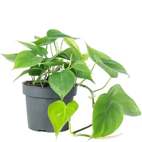 Philodendron scandens FLOWERBOX Baumfreund, Höhe ca. 20 cm
