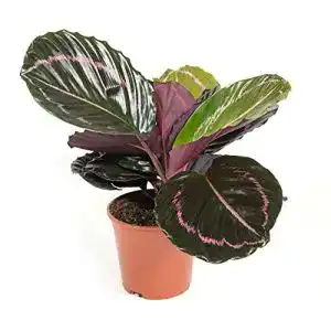 Korbmarante mgc24 Calathea roseopicta Illustrious, ca. 45cm